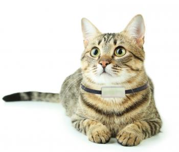 Cat Facts, History, Useful Information and Amazing Pictures