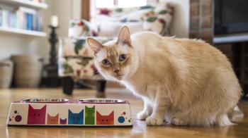 Company of Cats - Eco Double Feeder Pet Bowl with Stainless Steel ...