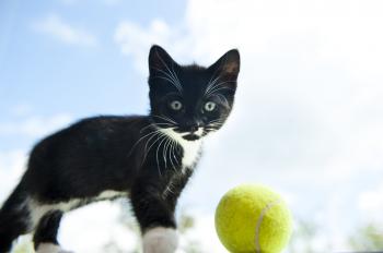 How to play with your cat | Blue Cross