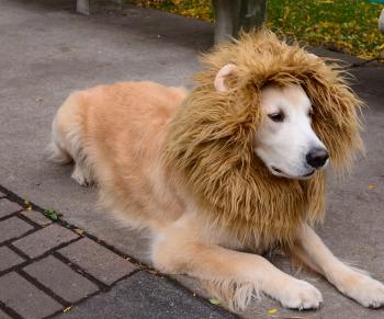 Halloween Pet Costumes