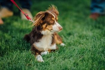 Pet-Friendly Napa Valley | Dogs are Welcome at Many Wineries ...