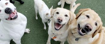 Dog Daycare & Pet Daycare San Diego | Helen Woodward Animal Center