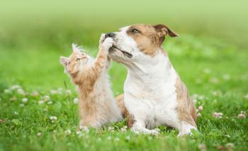 Home - Veterinary Care Group Pet Hospital in Little Neck, Bayside ...