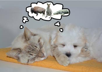 Finding the Best Food for Your Pet – Clinical Nutrition Service at ...