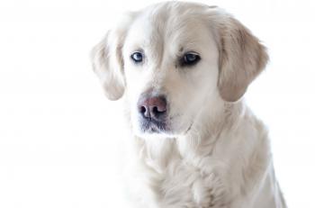 Dog Hair Dye | Types of Dog Hair dye | Reviews and Reference 2016