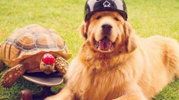 Watch: Rescued Tortoise and Pet Dog Become the 'Best of Friends'
