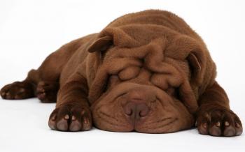 Why does your dog sleep so much?