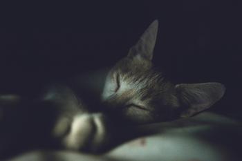 Pet Sleep