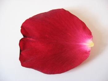 Free Rose Petals Backgrounds For PowerPoint - Flower PPT Templates