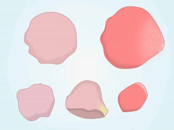 How to Draw a Rose Petal: 6 Steps (with Pictures) - wikiHow