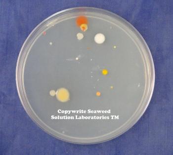 Amazon.com: Nutrient Agar Kit, Includes 20 Sterile Petri Dishes with ...