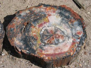 Petrified wood - Wikipedia