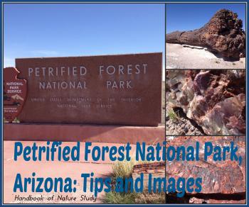 Petrified Forest National Park – Tips and Images