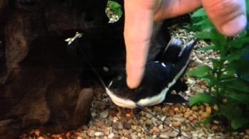 Petting my Red Tail Catfish - YouTube