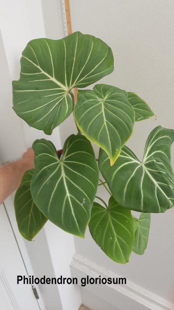 Philodendron gloriosum - Tropics @Home