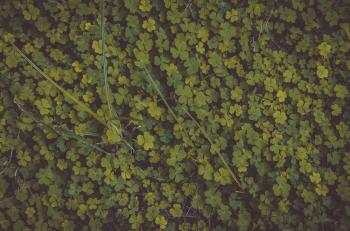 Photo of Clovers