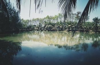 Photo of Coconut Trees Near Lake