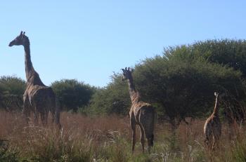 Photo of Giraffes on the Field