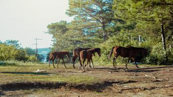 Photo of Horses in the Forest