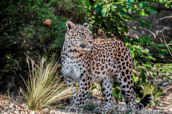 Photo Of Leopard