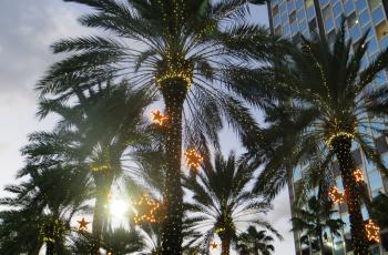 Photo of Palm Trees