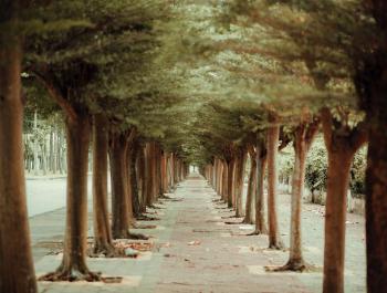 Photo of Pathway In Between Trees