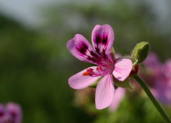Photo of Purple Flower
