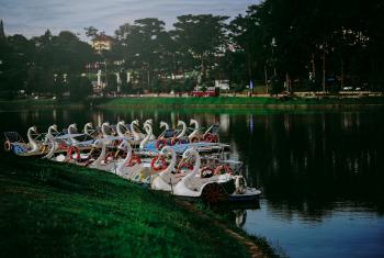 Photo of Swan Boats Near the Shore