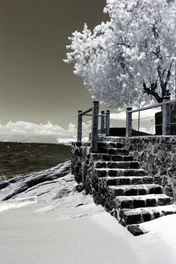 Photo of Trees and Stairs Near Ocean