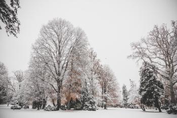 Photo of Trees Covered of Snow
