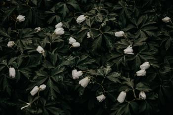 Photo of White Petaled Flowers