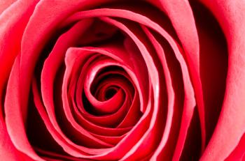Photography of a Rose