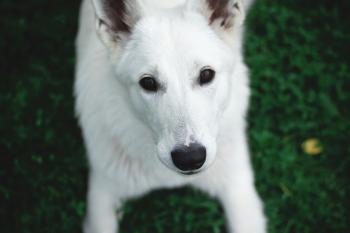 Photography of a White Dog