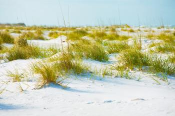 Photography of Grass on Sand