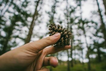Photography of Hand Holding a Pine cone