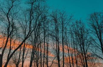 Photography of Leafless Trees during Golden Hour