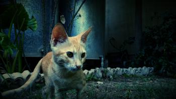Photography of Orange Cat Near Green Plant