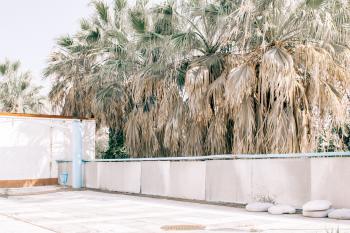 Photography of Palm Tree Beside White Fence