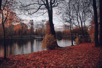 Photography of Trees Near River During Fall