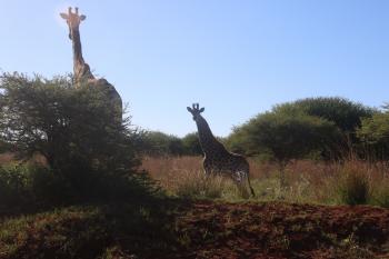 Photography of Two Giraffes Near Green Tree