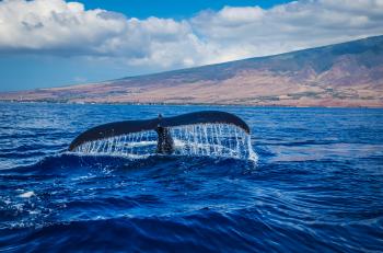 Photography of Whale Tail in Body of Water