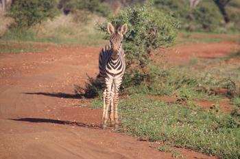 Photography of Zebra On Road