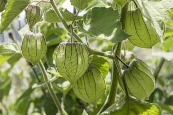 Physalis - Golden Berries | Journal | Naturkostbar