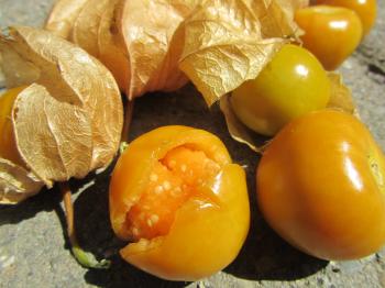 342 - Schoenbrunn Gold Physalis | Turtle Tree Seed Initiative