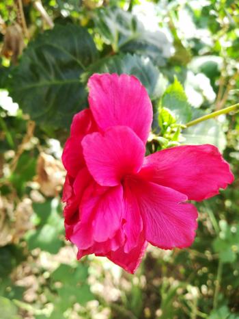 most beautiful flowers wallpapers and pick flowers - wellpaper ...
