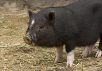 Pig - Wikipedia