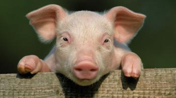 pig | The Bubble | Argentina News