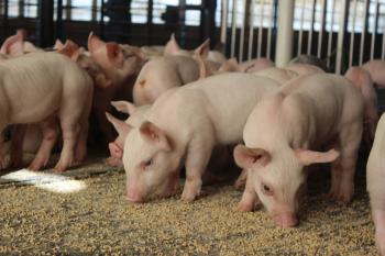 Six Keys to Promoting Nursery Pig Health | Pipestone System
