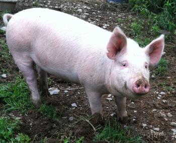 Pig's Day Approaches | applewood farm