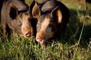 Pigs in Paradise: Mālama Farm Raises Them Right on Maui - edible ...